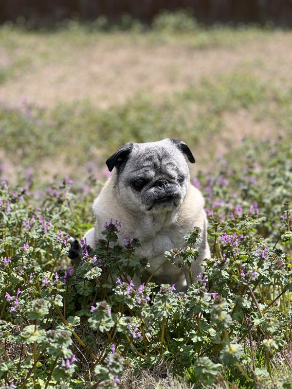 /images/uploads/pug nation rescue of los angeles/pugnation2024/entries/30801thumb.jpg